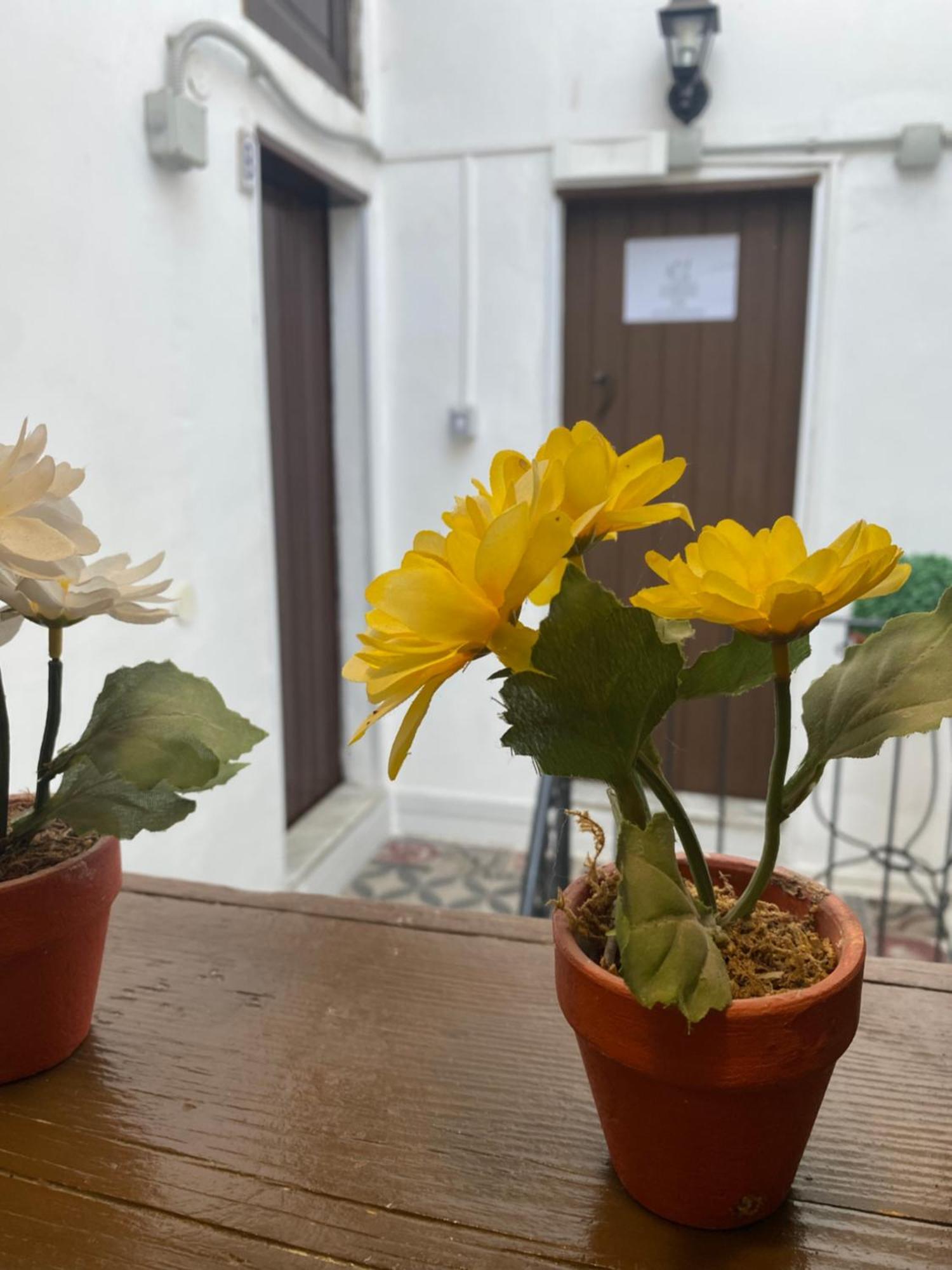 Florhouse Pacini Daire Katanya Dış mekan fotoğraf